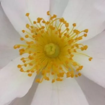 Rosa Medeo® - rosa de fragancia discreta - Árbol de Rosas Miniatura - rosal de pie alto - blanco - W. Kordes & Sons- froma de corona llorona - Rosal de árbol con flores pequeñas que florecen abundantemente.