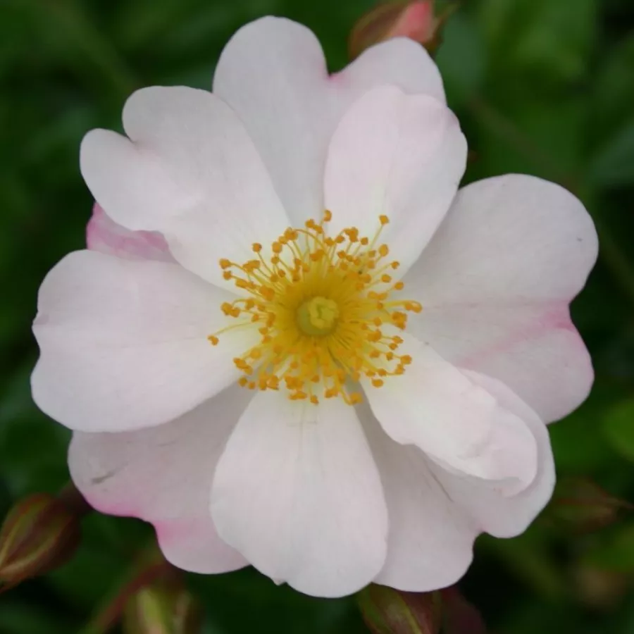 Trandafir cu parfum discret - Trandafiri - Medeo® - comanda trandafiri online