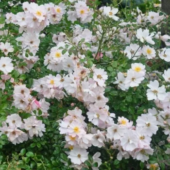 Fehér - világosrózsaszín árnyalat - talajtakaró rózsa - diszkrét illatú rózsa - orgona aromájú