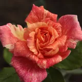 Rózsaszín - sárga - teahibrid rózsa - Online rózsa vásárlás - Rosa Mediterranea™ - intenzív illatú rózsa - mangó aromájú