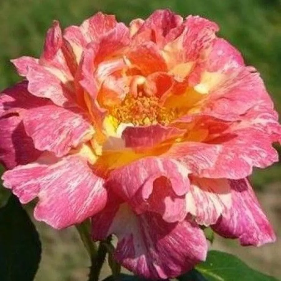 Rózsaszín - sárga - Rózsa - Mediterranea™ - Online rózsa rendelés