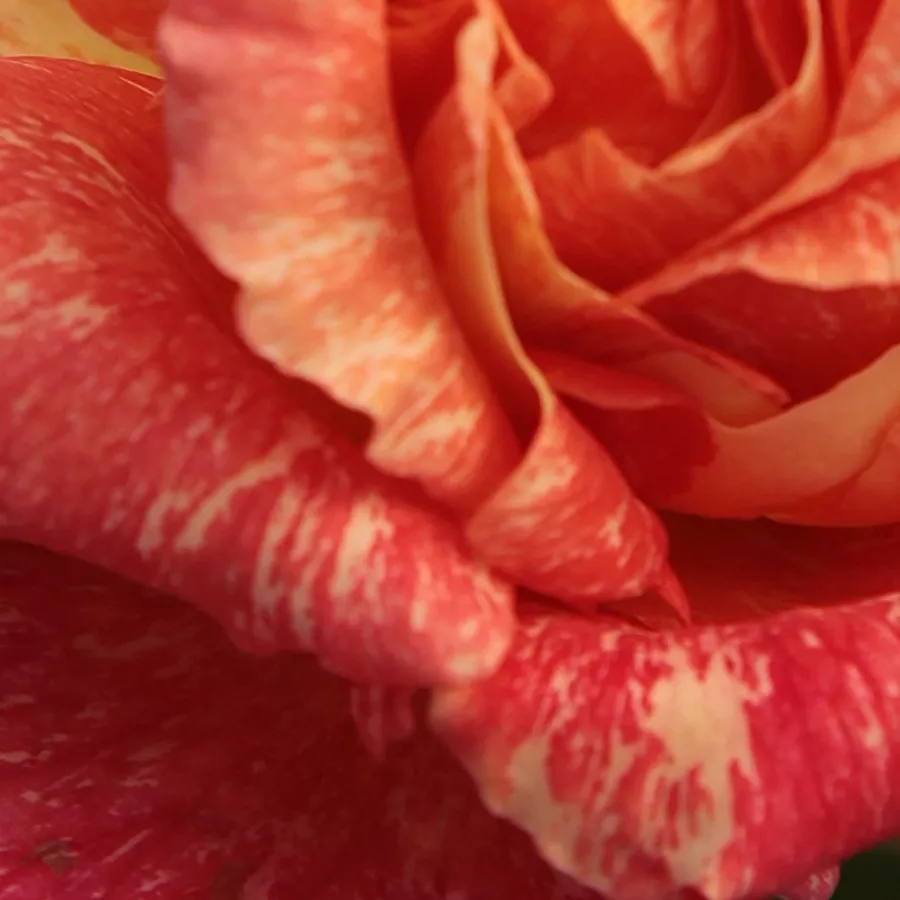Hybrid Tea - Rosa - Mediterranea™ - Comprar rosales online