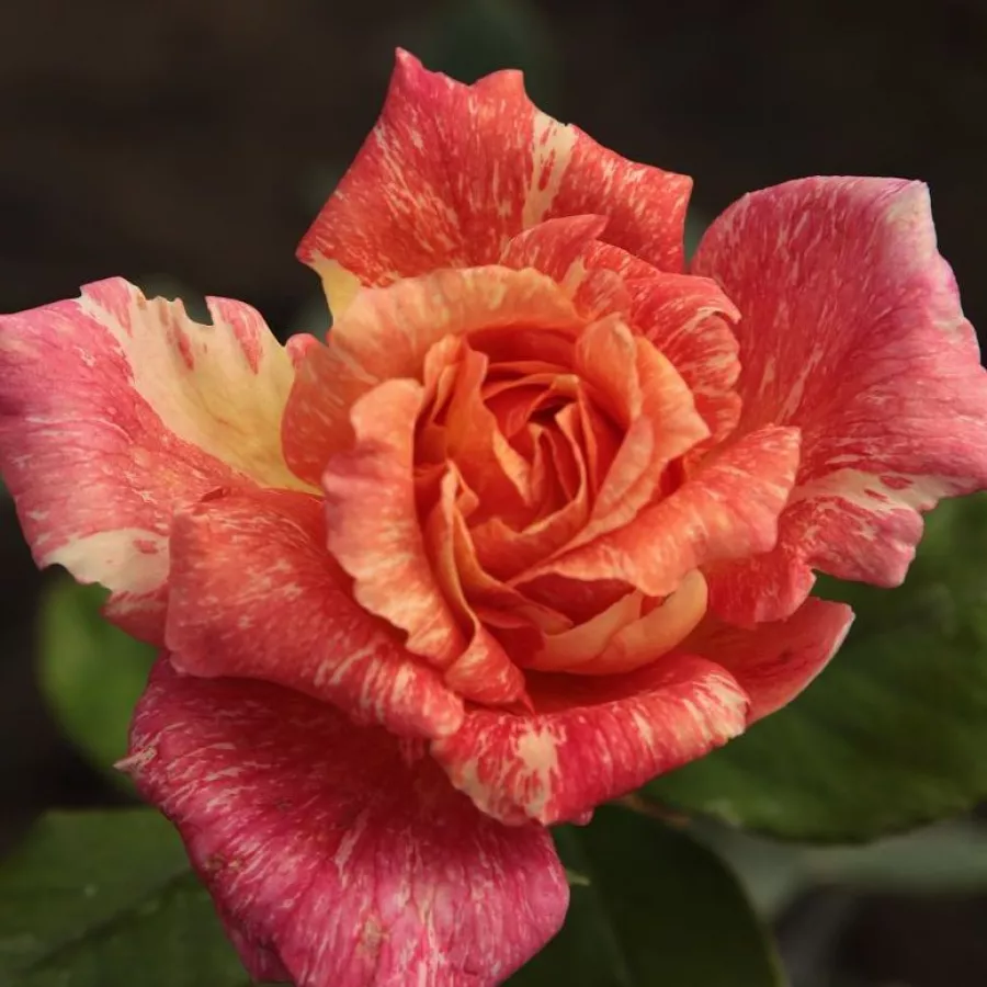 Rózsaszín - sárga - Rózsa - Mediterranea™ - Kertészeti webáruház