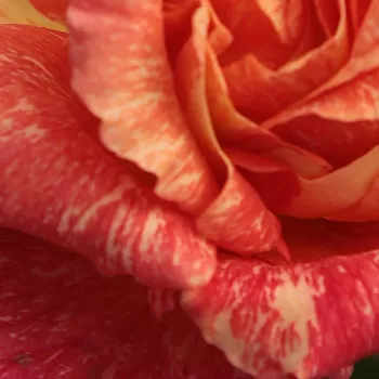 Rosa Mediterranea™ - rosa de fragancia intensa - Árbol de Rosas Híbrido de Té - rosal de pie alto - rosa - amarillo - Pedro (Pere) Dot- forma de corona de tallo recto - Rosal de árbol con forma de flor típico de las rosas de corte clásico.
