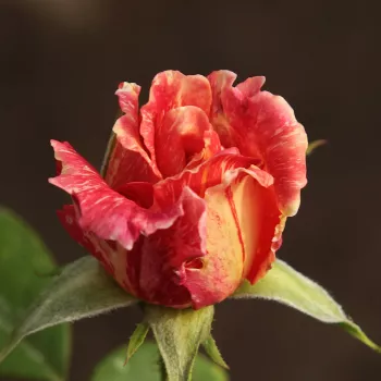 Rosa Mediterranea™ - ružová - žltá - čajohybrid