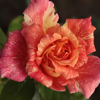 Лососево-розовая с желтыми полосками - Чайно-гибридные розы