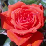 Narancssárga - virágágyi floribunda rózsa - Online rózsa vásárlás - Rosa Mercedes® - nem illatos rózsa