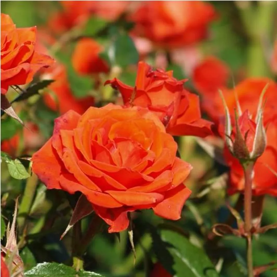 Narancssárga - Rózsa - Mercedes® - Online rózsa rendelés