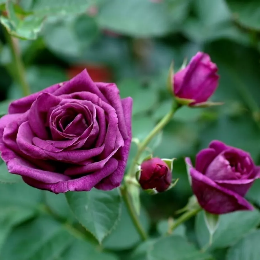 Róża bez zapachu - Róża - Mercedes® - Szkółka Róż Rozaria