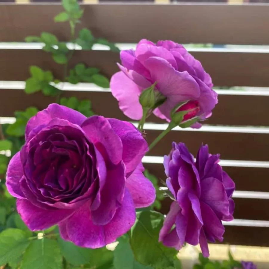 MERkor - Rosa - Mercedes® - Produzione e vendita on line di rose da giardino