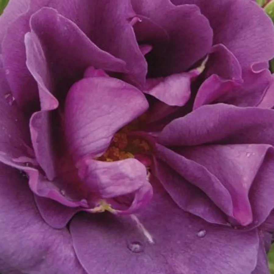 Hybrid Tea, Floribunda - Rosa - Mercedes® - Produzione e vendita on line di rose da giardino