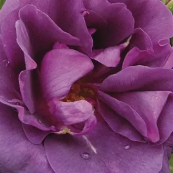 Ruže - eshop  - záhonová ruža - floribunda - oranžový - bez vône - Mercedes® - (50-90 cm)