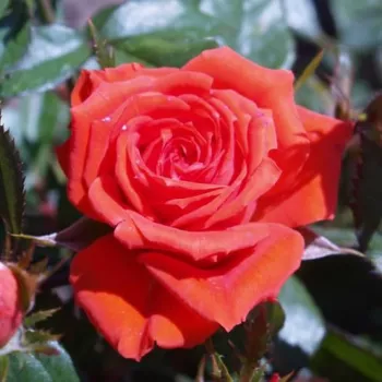 Naranja-rojo - Árbol de Rosas Floribunda - rosal de pie alto- forma de corona tupida
