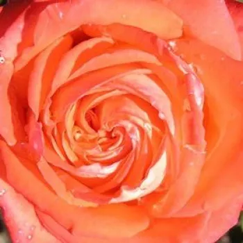 Ruže - eshop  - oranžový - stromčekové ruže - Stromkové ruže, kvety kvitnú v skupinkách - Mercedes® - bez vône