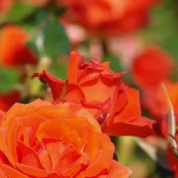 Rosa Mercedes® - oranžová - Stromkové ruže,  kvety kvitnú v skupinkáchstromková ruža s kríkovitou tvarou koruny