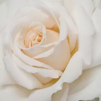 Rózsa rendelés online - fehér - teahibrid rózsa - Métro™ - közepesen illatos rózsa - pézsmás aromájú - (80-110 cm)