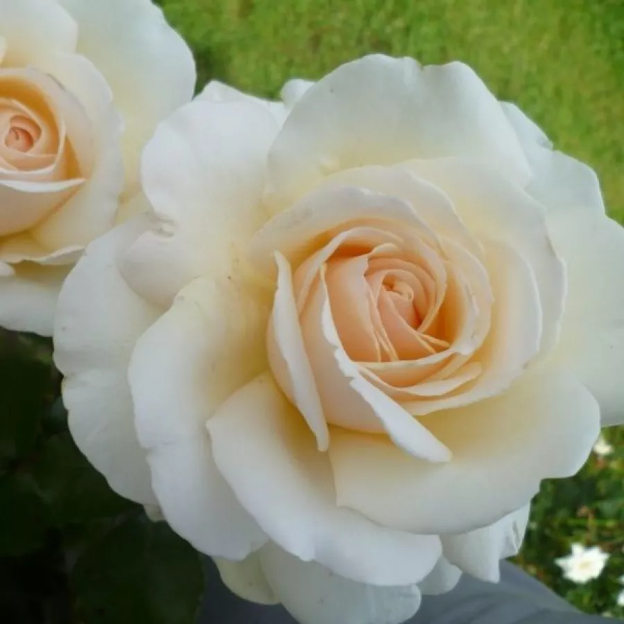Biały - Róża - Métro™ - Szkółka Róż Rozaria