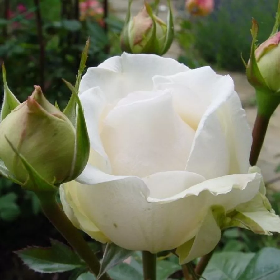 Trandafiri pomisor - Trandafir copac cu trunchi înalt – cu flori teahibrid - Trandafiri - Métro™ - 