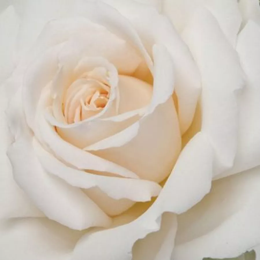 Magányos - Rózsa - Métro™ - Kertészeti webáruház
