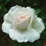 Stromčekové ruže - biely - Rosa Métro™ - stredne intenzívna vôňa ruží - pižmo