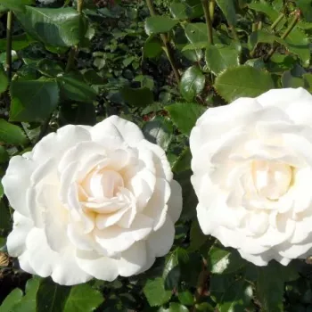 Krémszínű - teahibrid rózsa - közepesen illatos rózsa - pézsmás aromájú