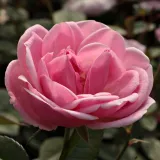 Rózsaszín - virágágyi floribunda rózsa - Online rózsa vásárlás - Rosa Mevrouw Nathalie Nypels - diszkrét illatú rózsa - centifólia aromájú