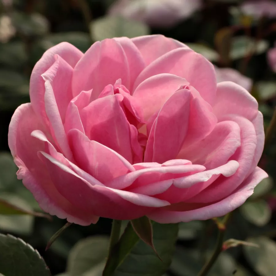 Róże rabatowe grandiflora - floribunda - Róża - Mevrouw Nathalie Nypels - Szkółka Róż Rozaria