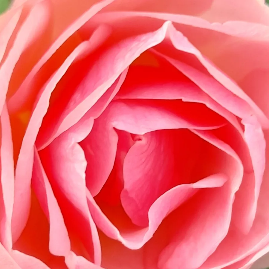 Floribunda, Polyantha - Rosa - Mevrouw Nathalie Nypels - Comprar rosales online