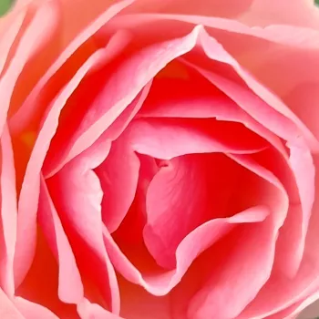 Rosen Shop - floribundarosen - rosa - Rosa Mevrouw Nathalie Nypels - diskret duftend - Mathias Leenders - Zwischen den duftenden, halbgefüllten, blassrosanen Blüten sind die goldenfarbenen Staubgefäße gut sichtbar.
