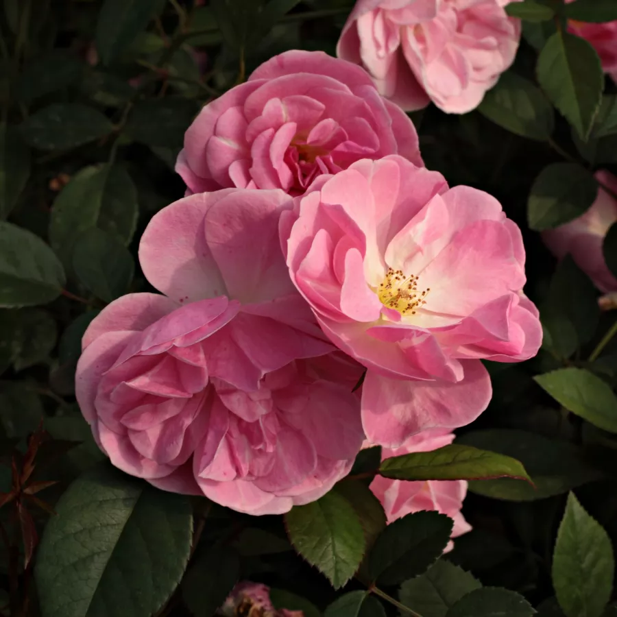 Virágágyi floribunda rózsa - Rózsa - Mevrouw Nathalie Nypels - kertészeti webáruház