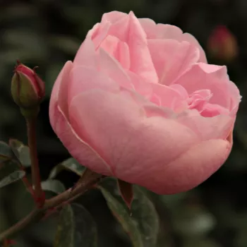 Rosa Mevrouw Nathalie Nypels - różowy - róże rabatowe grandiflora - floribunda