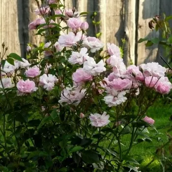 Rózsaszín - virágágyi floribunda rózsa - diszkrét illatú rózsa - centifólia aromájú