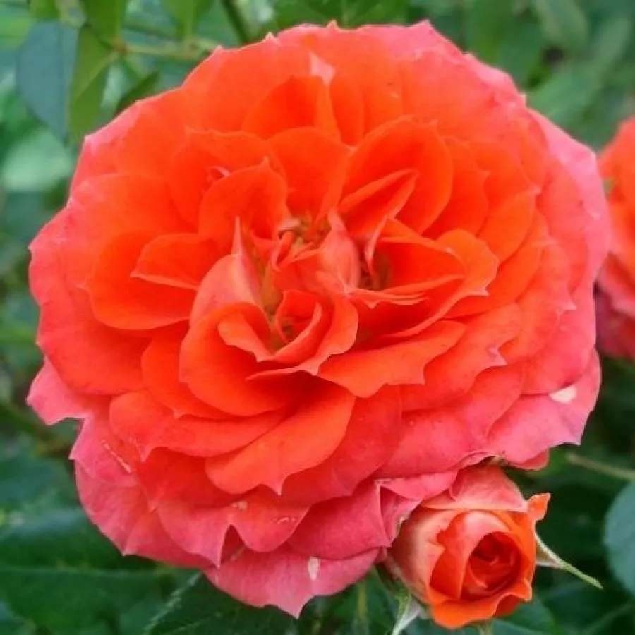 Törpe - mini rózsa - Rózsa - Miami™ - Online rózsa rendelés