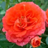 Mini růže - oranžová - diskrétní - Rosa Miami™ - Růže online koupit v prodejně