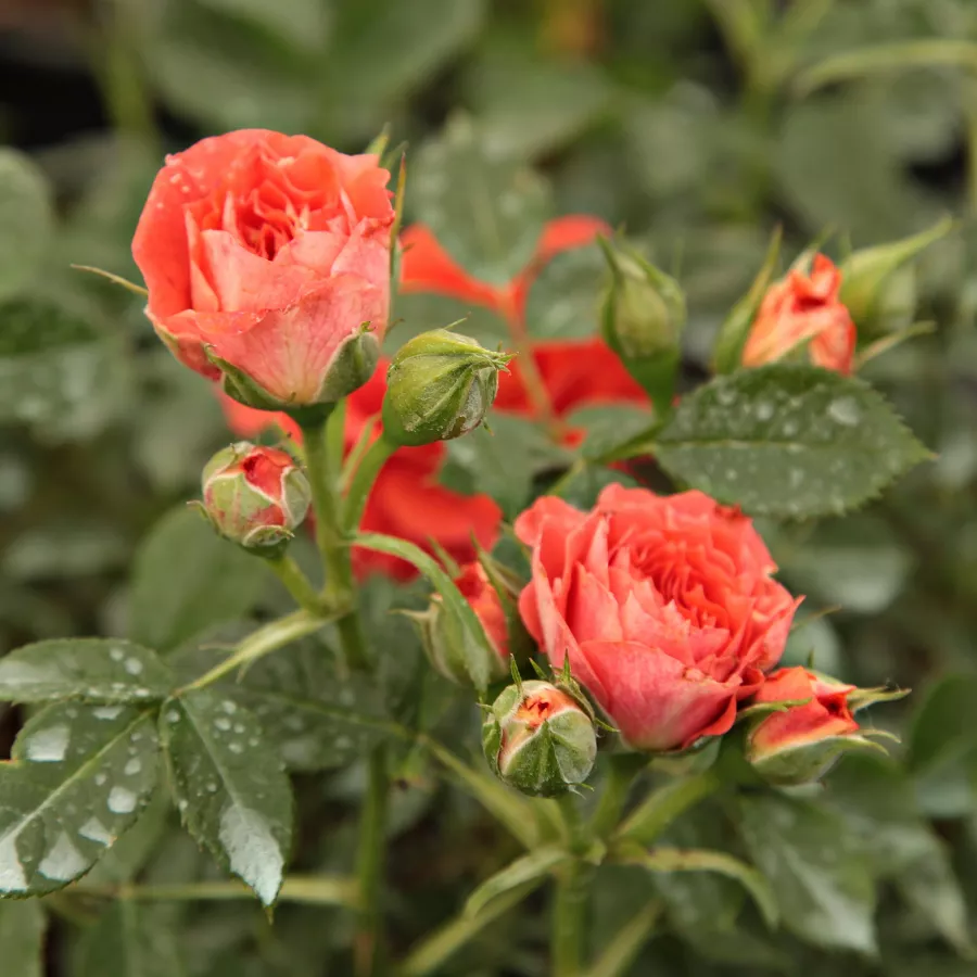 Oranžna - Roza - Miami™ - Na spletni nakup vrtnice