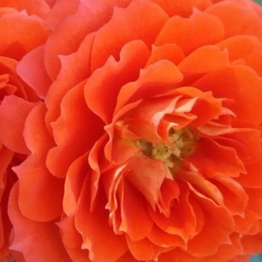Miniature - Rosa - Miami™ - Produzione e vendita on line di rose da giardino