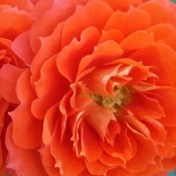 Ruže - online - koupit - trpasličia, mini ruža - oranžový - mierna vôňa ruží - fialová aróma - Miami™ - (30-40 cm)