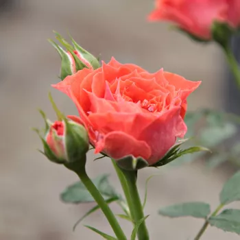 Rosa Miami™ - naranja - árbol de rosas miniatura - rosal de pie alto