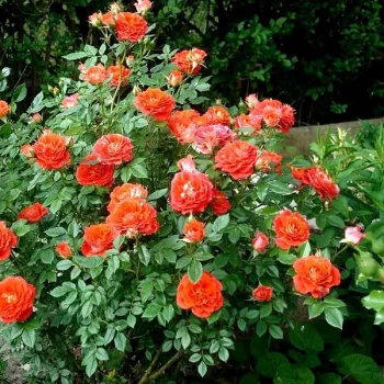 Oranžová - stromkové růže - Stromková růže s drobnými květy