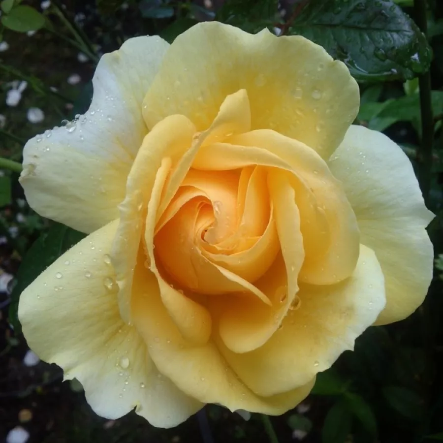 Róża wielkokwiatowa - Hybrid Tea - Róża - Michelangelo® - Szkółka Róż Rozaria