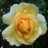Vrtnica čajevka - rumena - Zmerno intenzivni vonj vrtnice - Rosa Michelangelo® - Na spletni nakup vrtnice