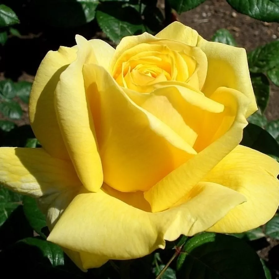 żółty - Róża - Michelangelo® - Szkółka Róż Rozaria