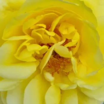 Róże krzewy, sadzonki - róża wielkokwiatowa - Hybrid Tea - żółty - róża ze średnio intensywnym zapachem - Michelangelo® - (120-130 cm)