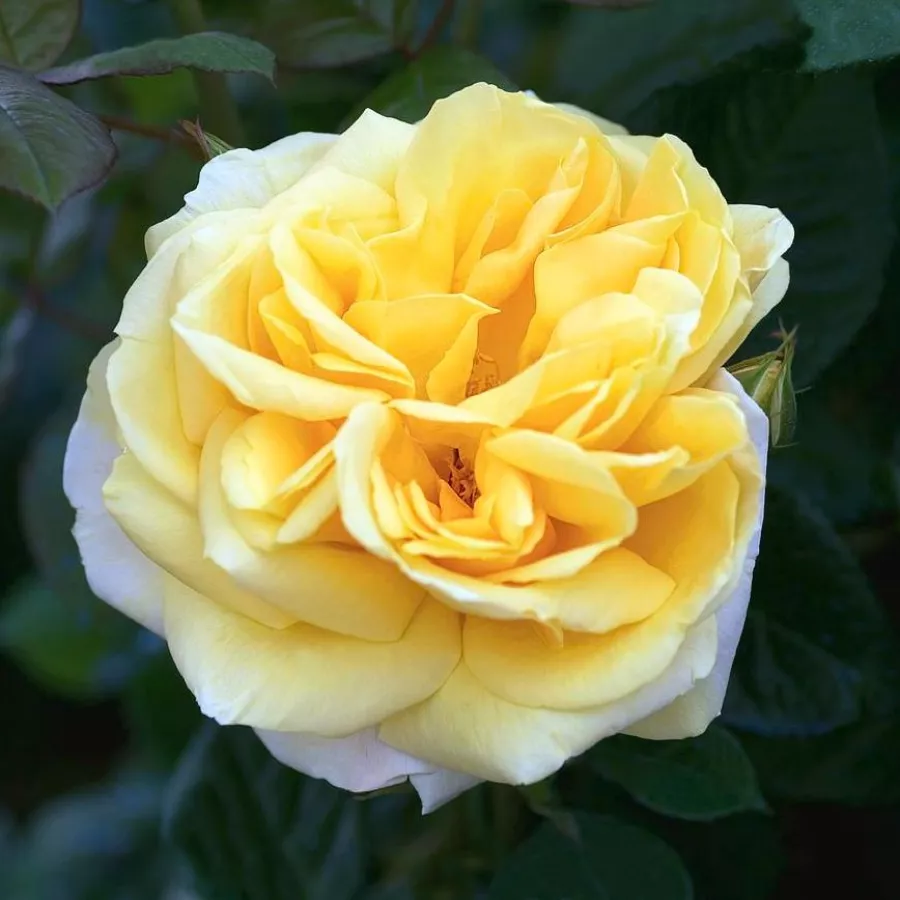 Sárga - Rózsa - Michelangelo® - Kertészeti webáruház
