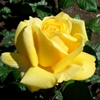 Rosa Michelangelo® - sárga - csokros virágú - magastörzsű rózsafa