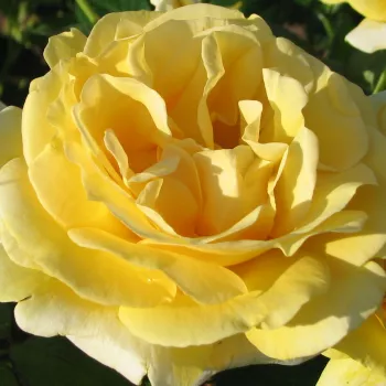 Rózsa rendelés online - sárga - csokros virágú - magastörzsű rózsafa - Michelangelo® - közepesen illatos rózsa - pézsma aromájú