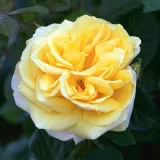 Stromčekové ruže - žltá - Rosa Michelangelo® - stredne intenzívna vôňa ruží - pižmo