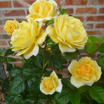 Sárga - teahibrid rózsa   (120-130 cm)