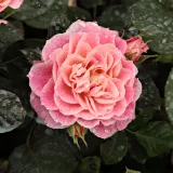 Vörös - sárga - virágágyi grandiflora - floribunda rózsa - Online rózsa vásárlás - Rosa Michelle Bedrossian™ - nem illatos rózsa