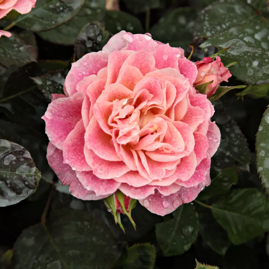 Róże rabatowe grandiflora - Róża - Michelle Bedrossian™ - Szkółka Róż Rozaria